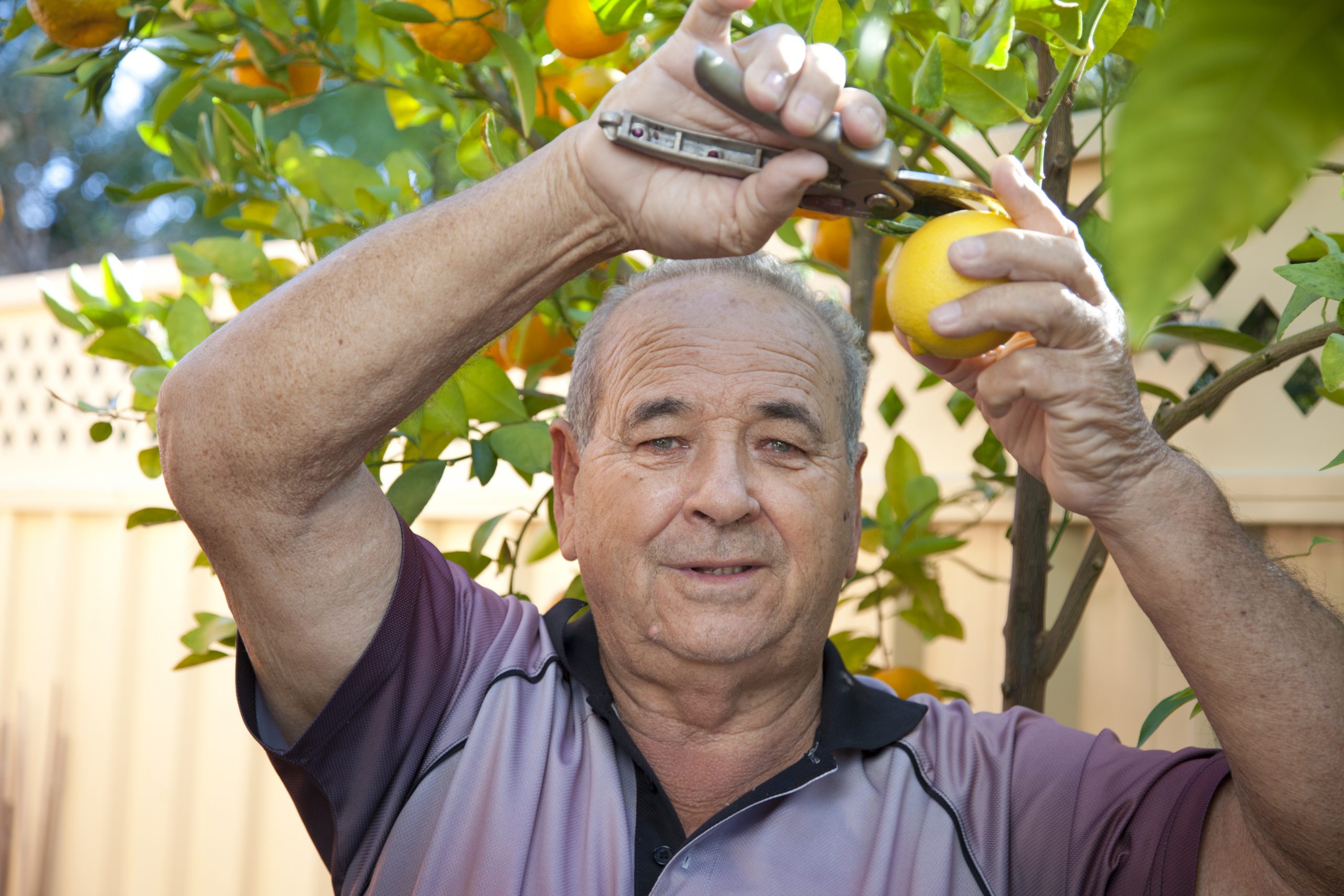 Older man cutting lemons from tree